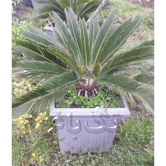 Buy-cycas-flower Buy-cycas-flower