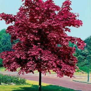 Buy-royal-maple-tree